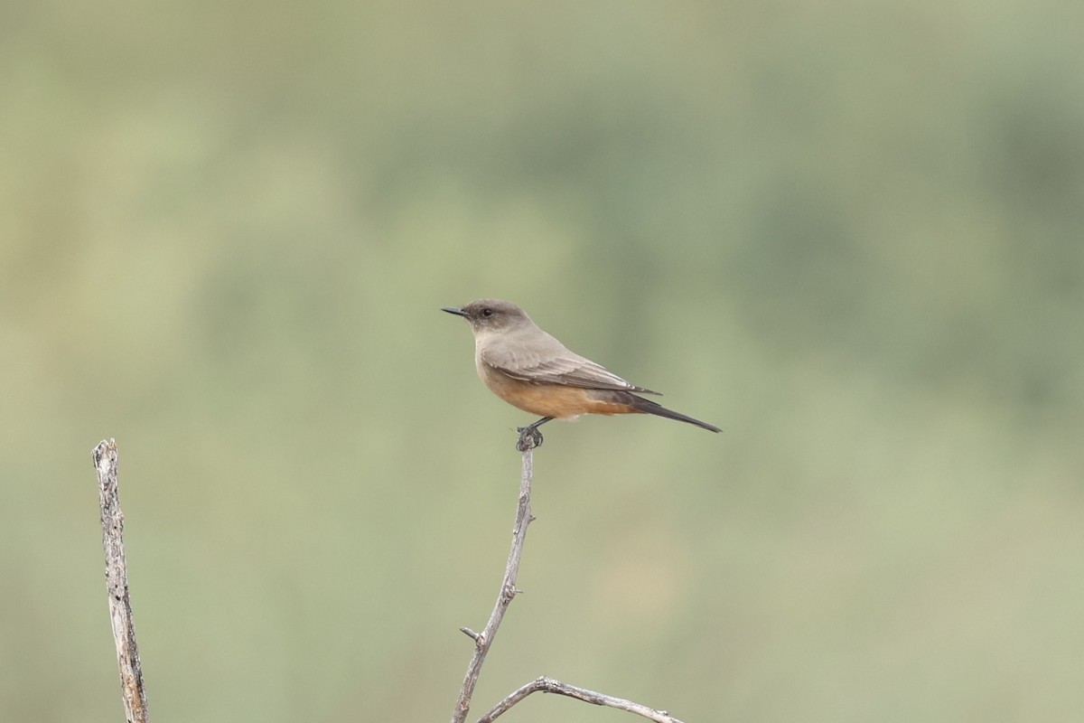 Say's Phoebe - ML645630205
