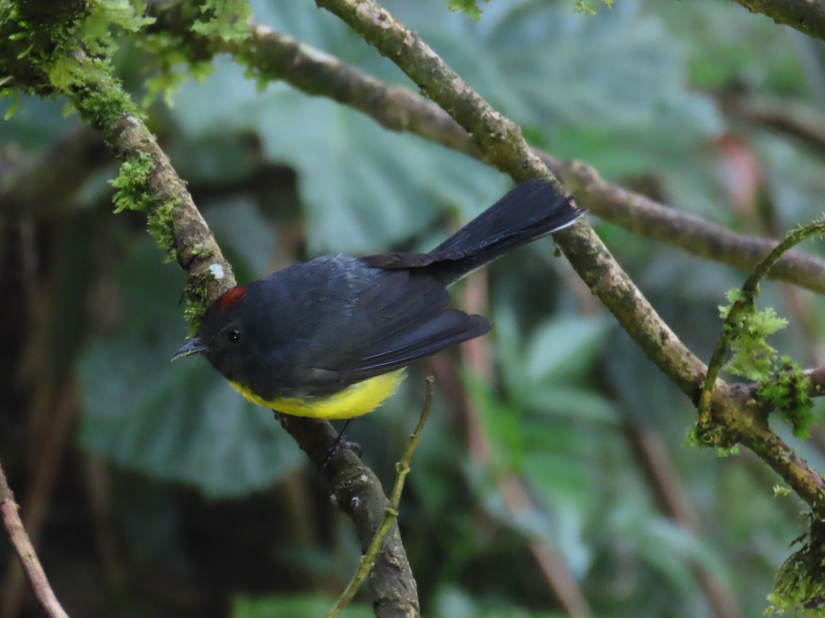 Slate-throated Redstart - ML645630207