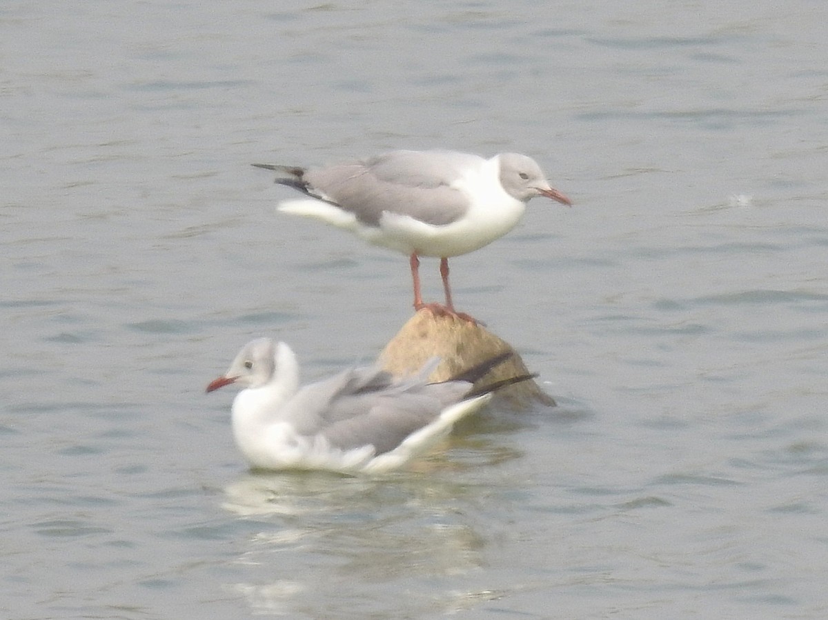 Gray-hooded Gull - ML645630212