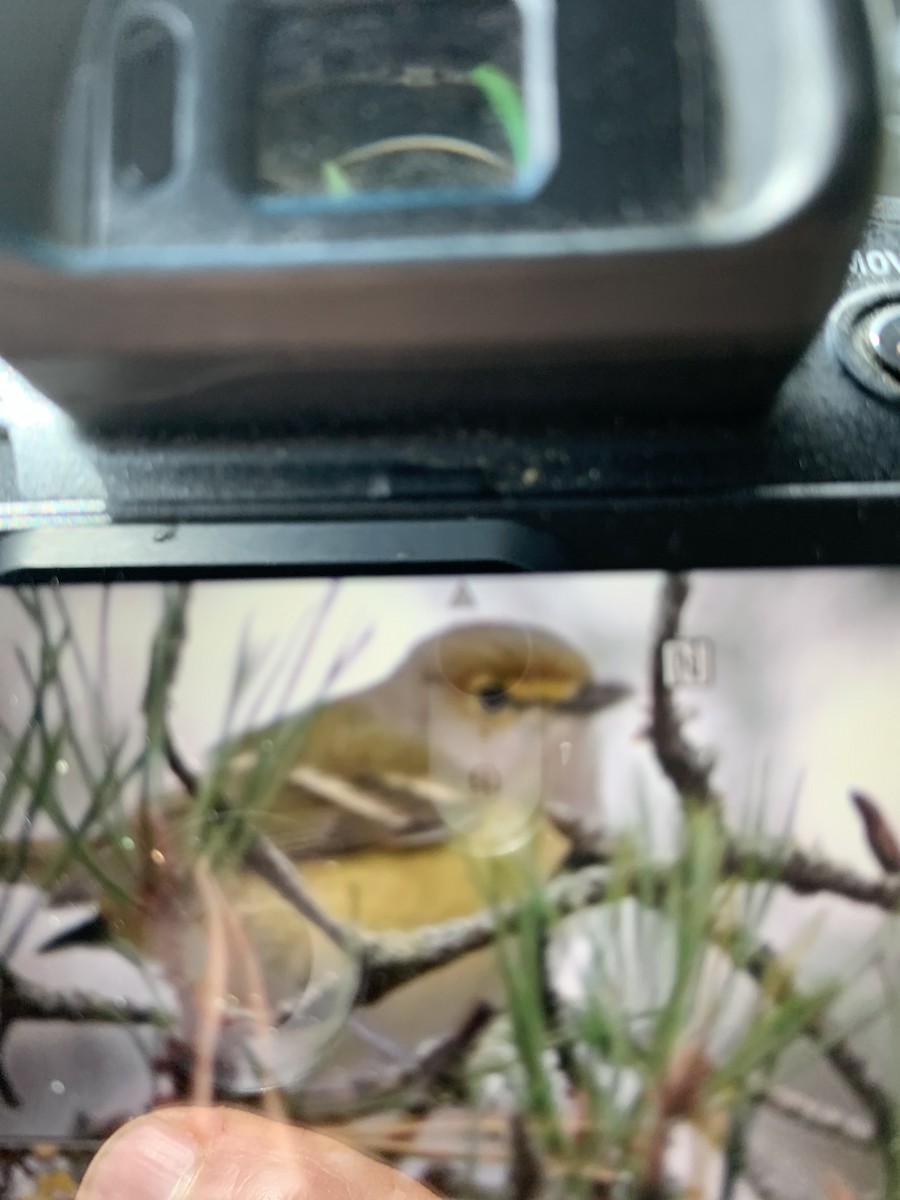 ויראו לבן-עין - ML645630215