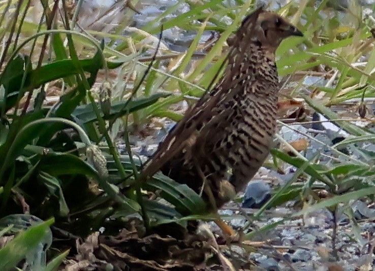 křepelka čínská - ML645630221