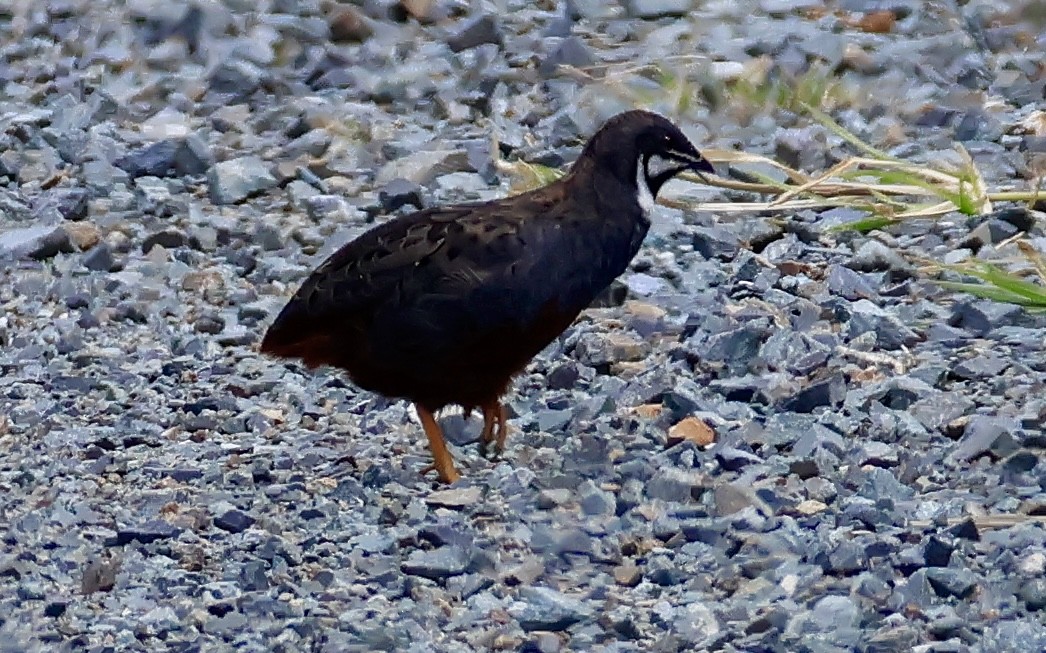 křepelka čínská - ML645630222