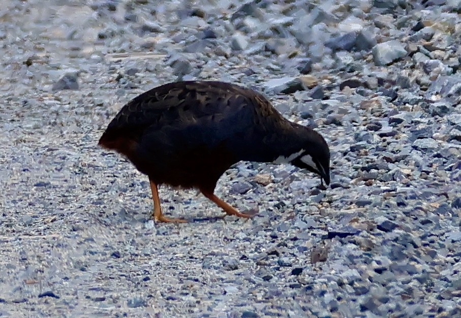 křepelka čínská - ML645630223