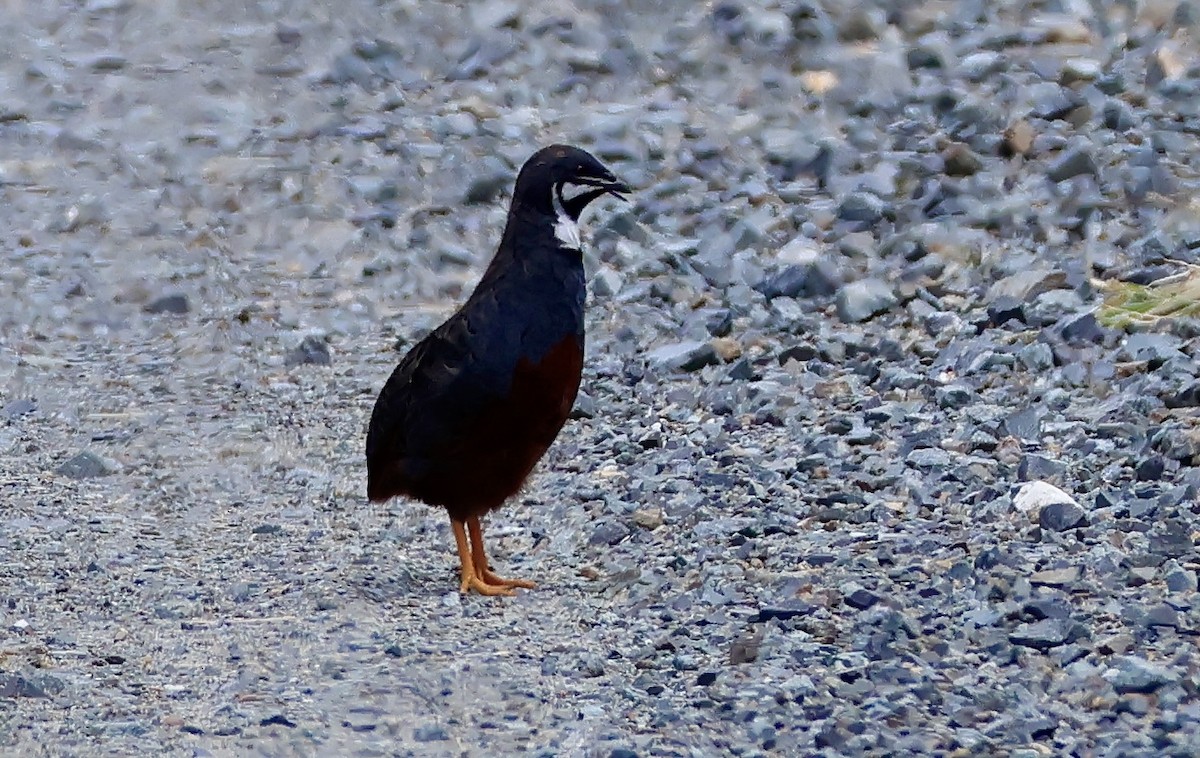 křepelka čínská - ML645630224