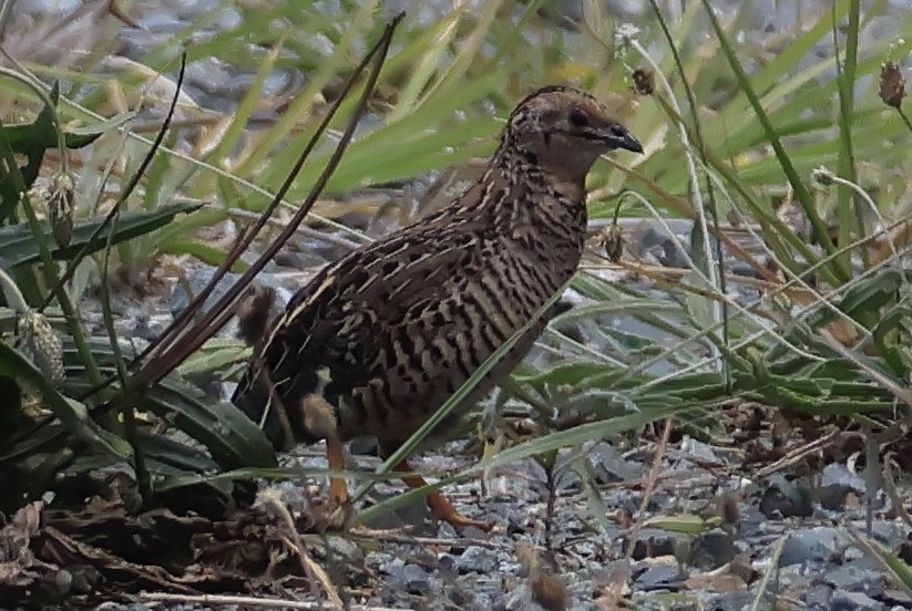 křepelka čínská - ML645630225