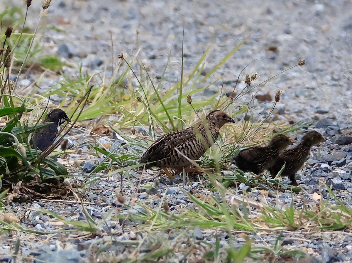 křepelka čínská - ML645630226