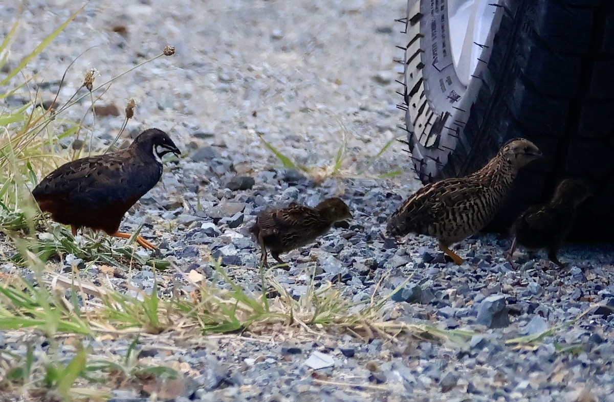 křepelka čínská - ML645630227