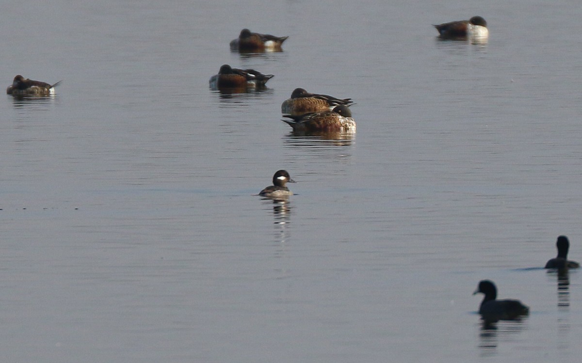 Гоголь-головастик - ML645630228