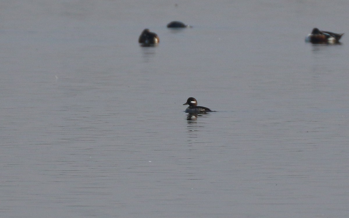 Гоголь-головастик - ML645630229