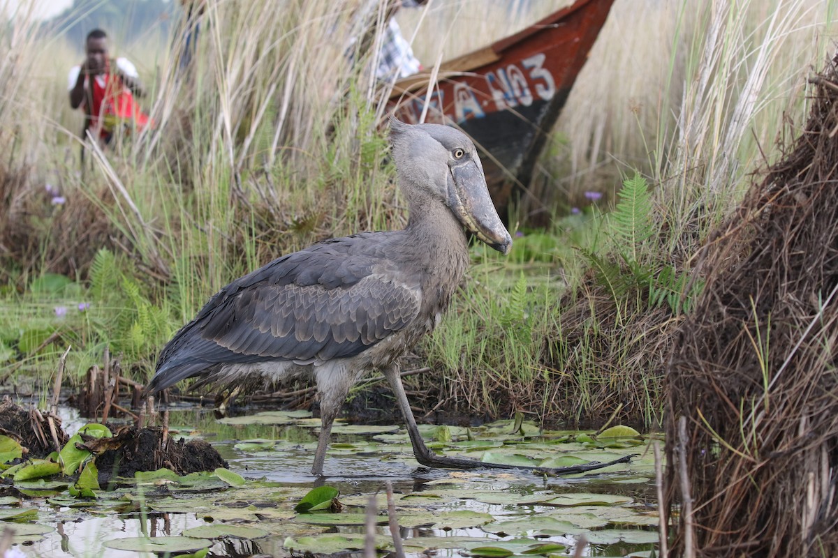 Shoebill - ML645630236