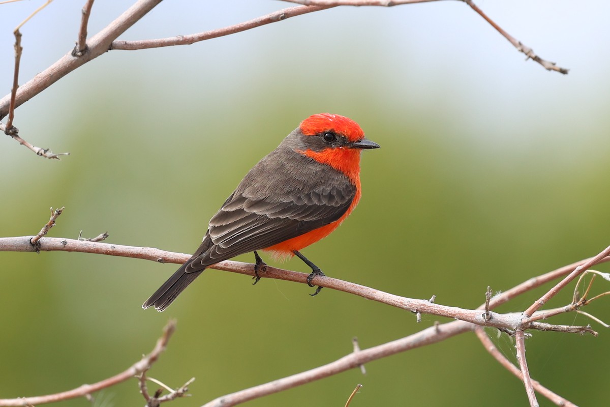 Vermilion Flycatcher - ML645630237