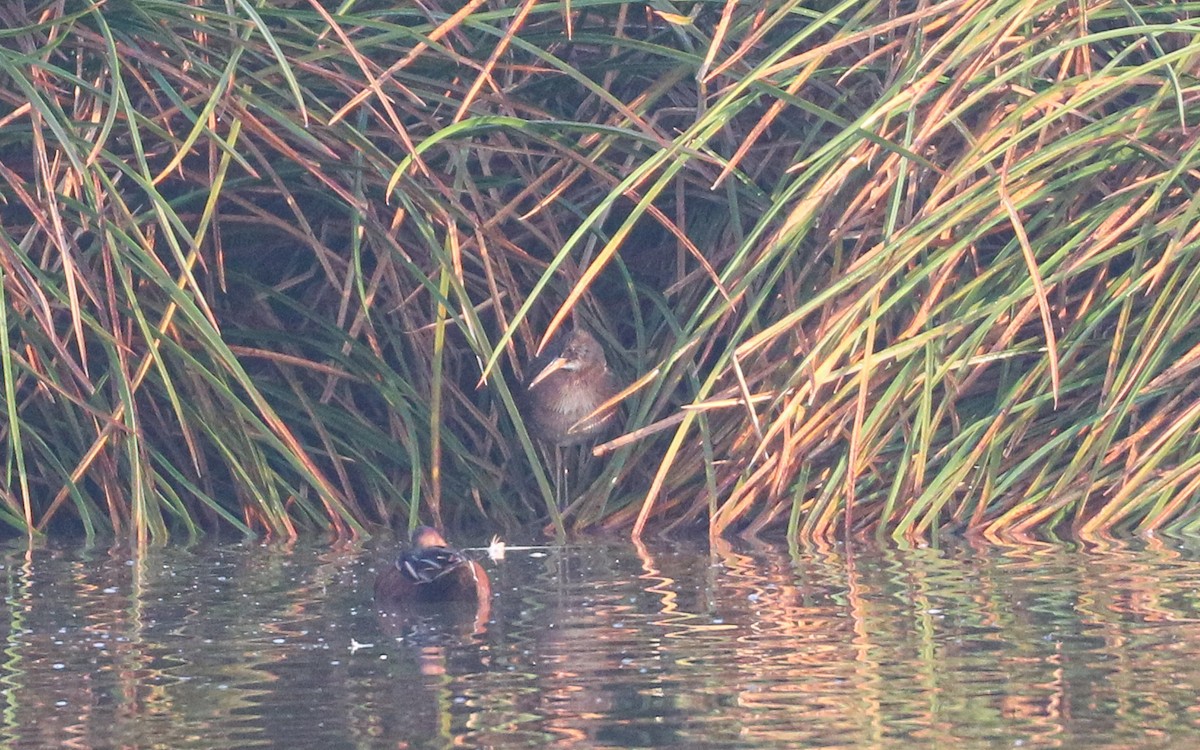 Aztec Rail - ML645630241