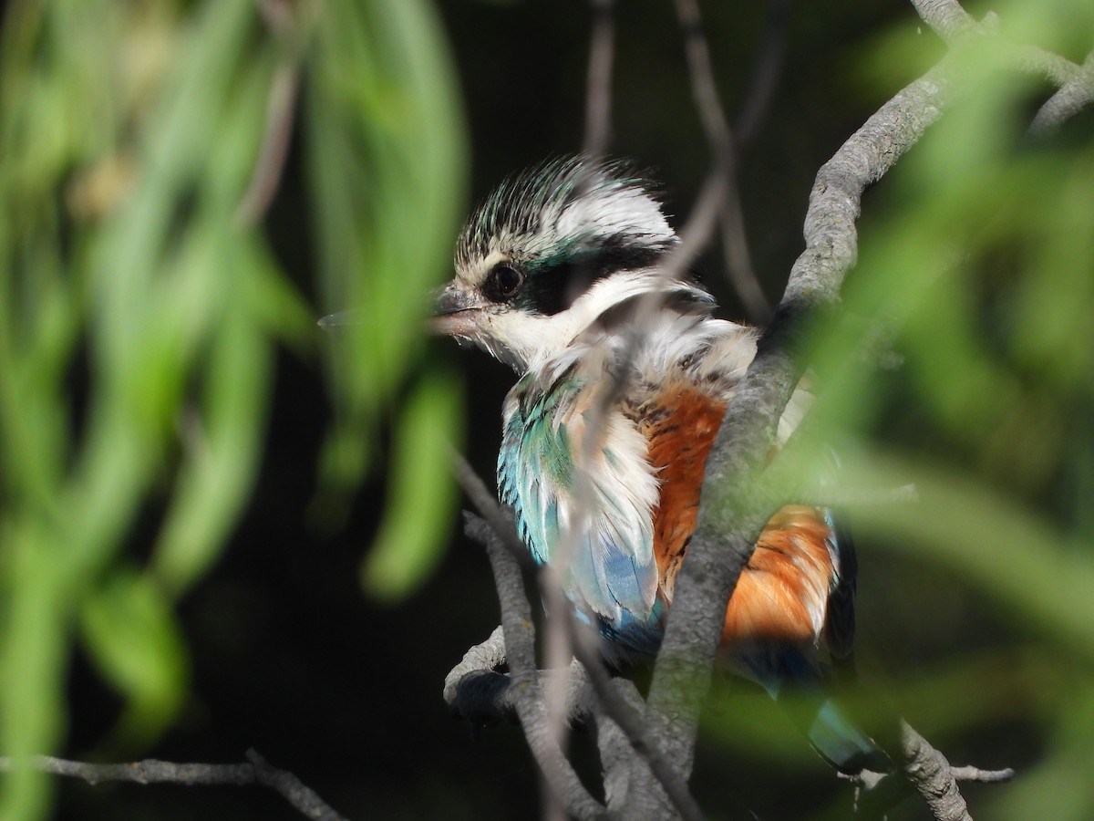 Kırmızı Belli Yalıçapkını - ML645630247