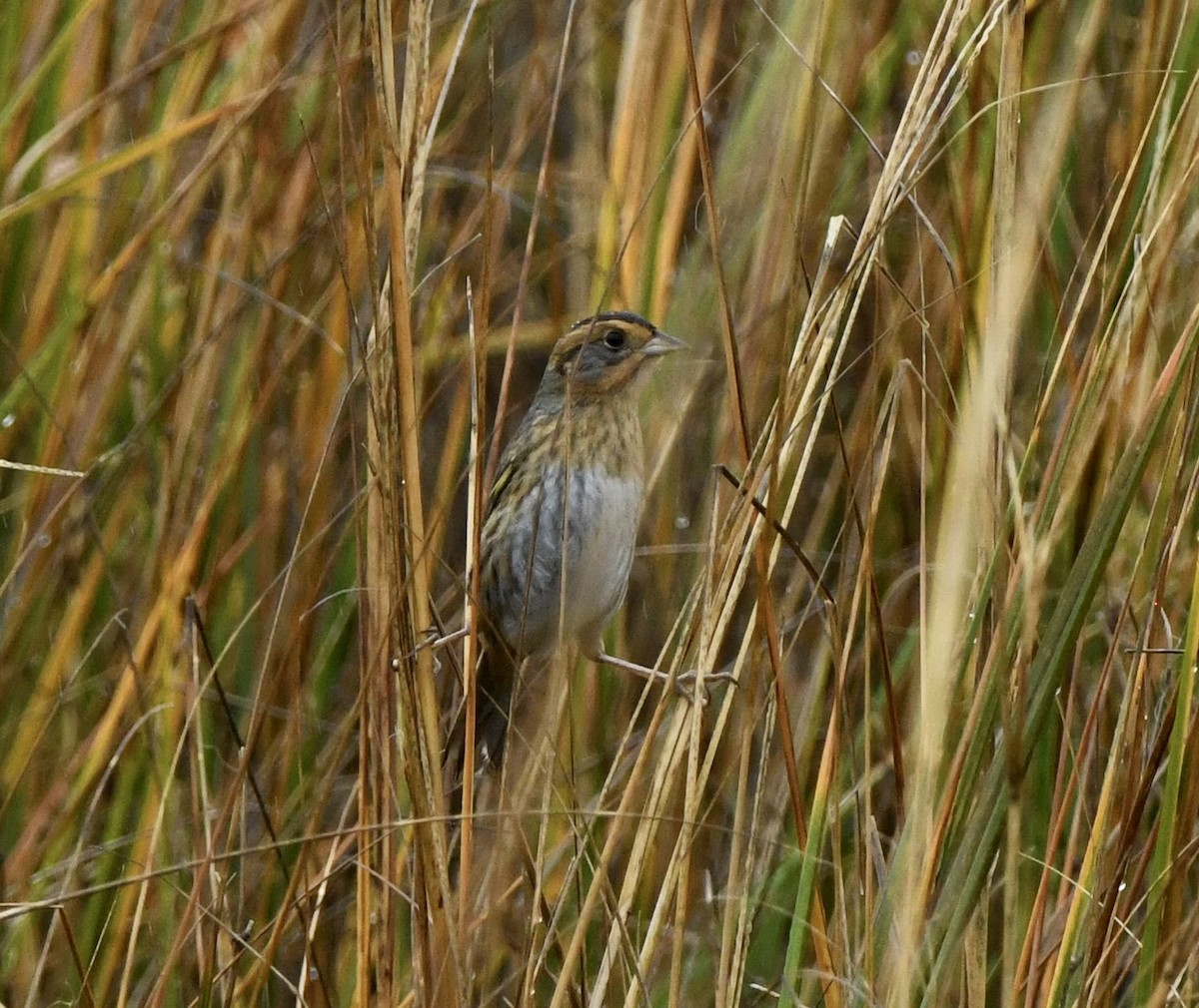 Nelson's Sparrow - ML645630251