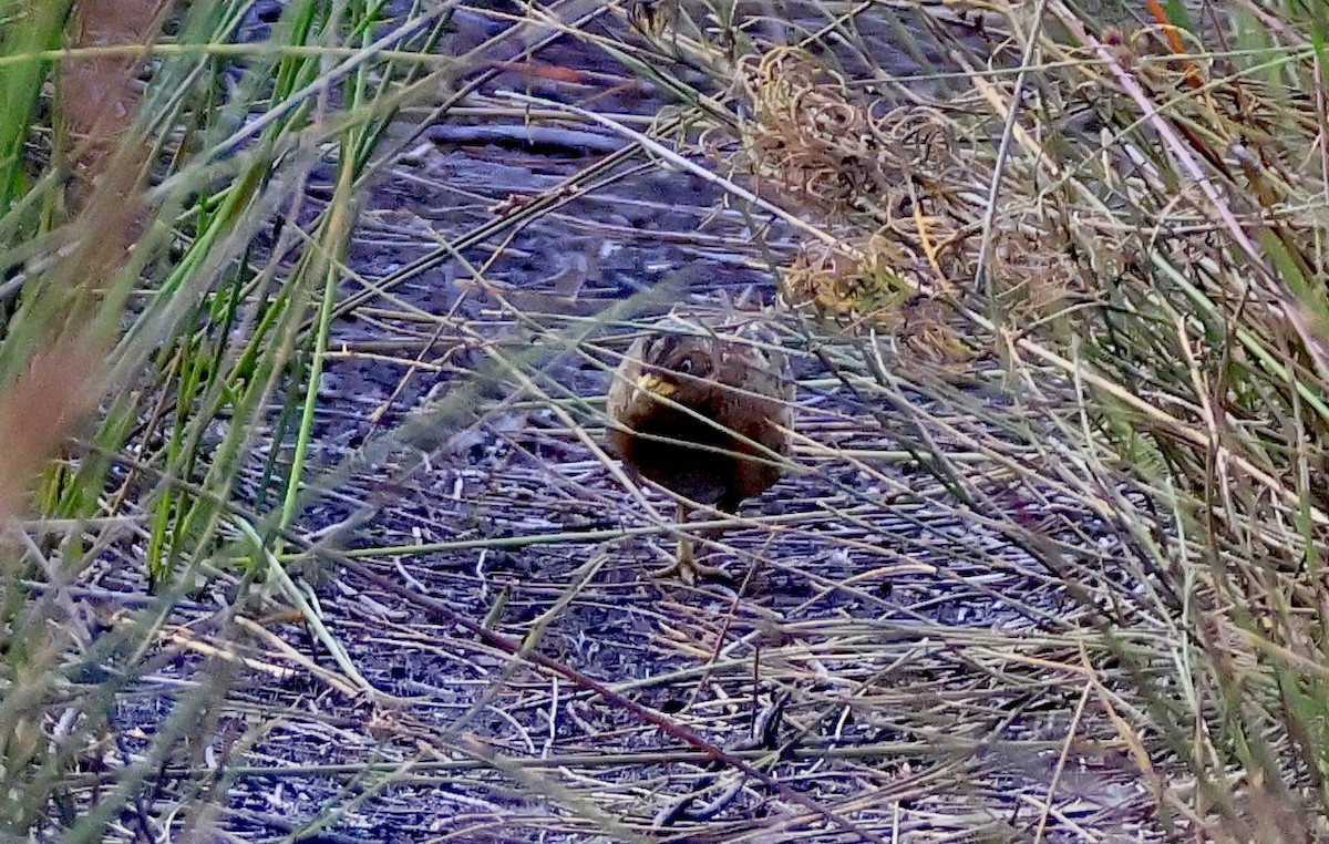 Red-backed Buttonquail - ML645630252