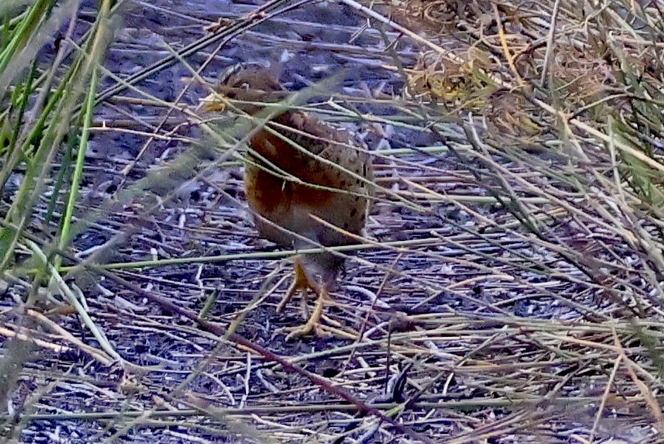 Red-backed Buttonquail - ML645630253
