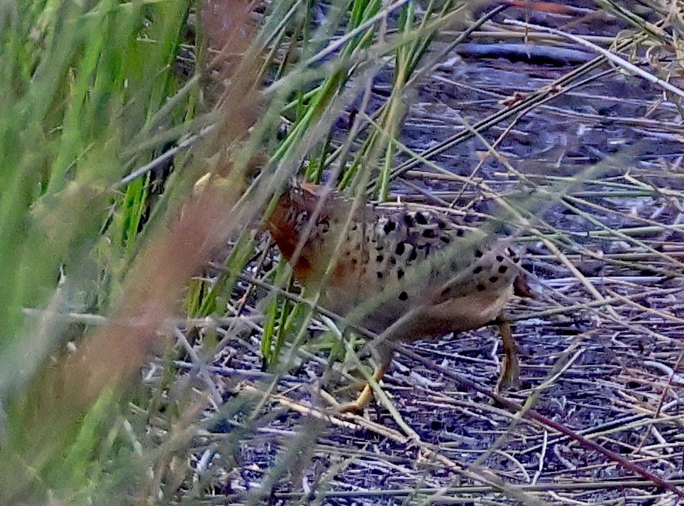Red-backed Buttonquail - ML645630254