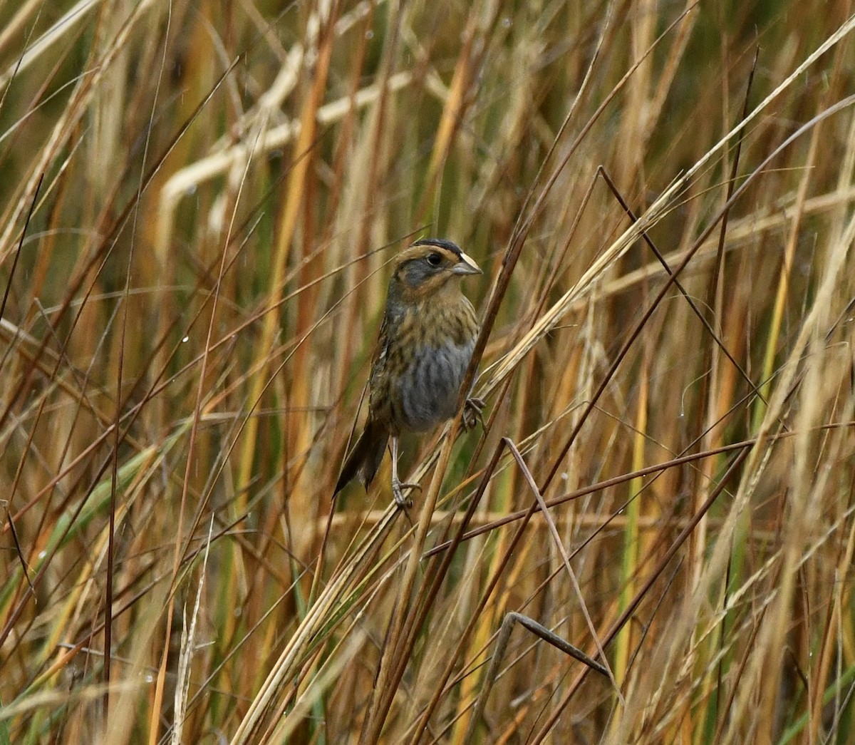 Nelson's Sparrow - ML645630259