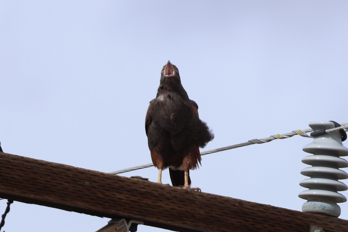 Harris's Hawk - ML645630263
