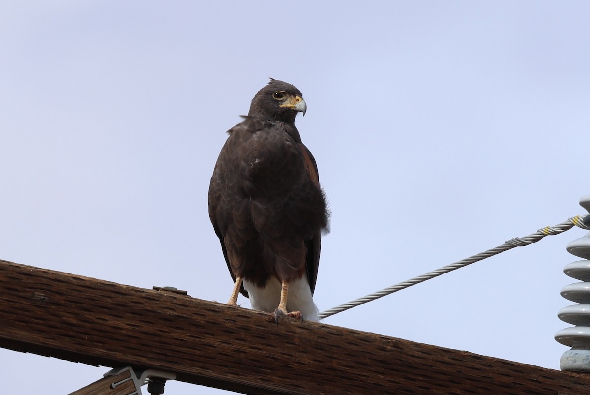 Harris's Hawk - ML645630264