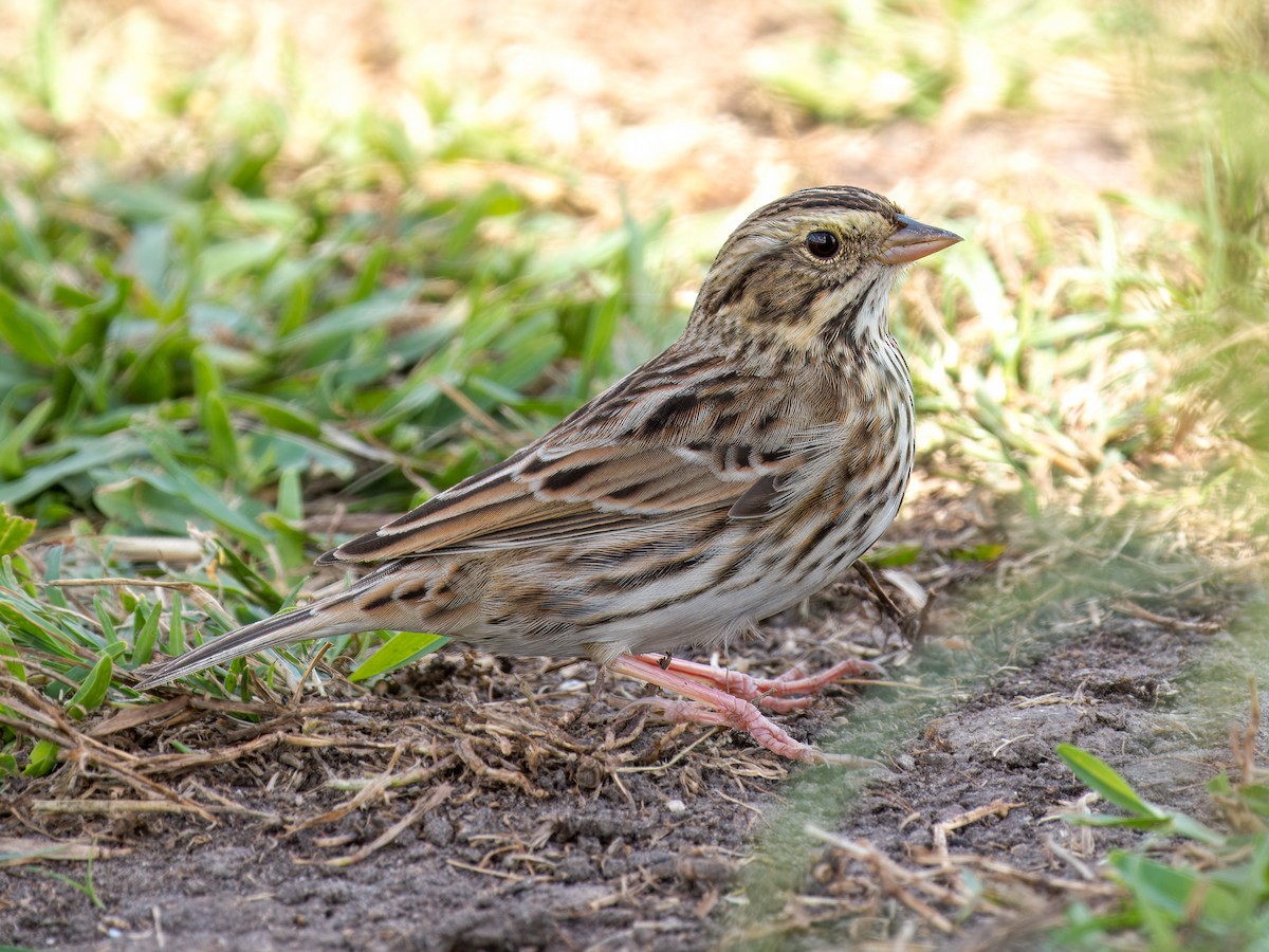 Savannah Sparrow - ML645630267