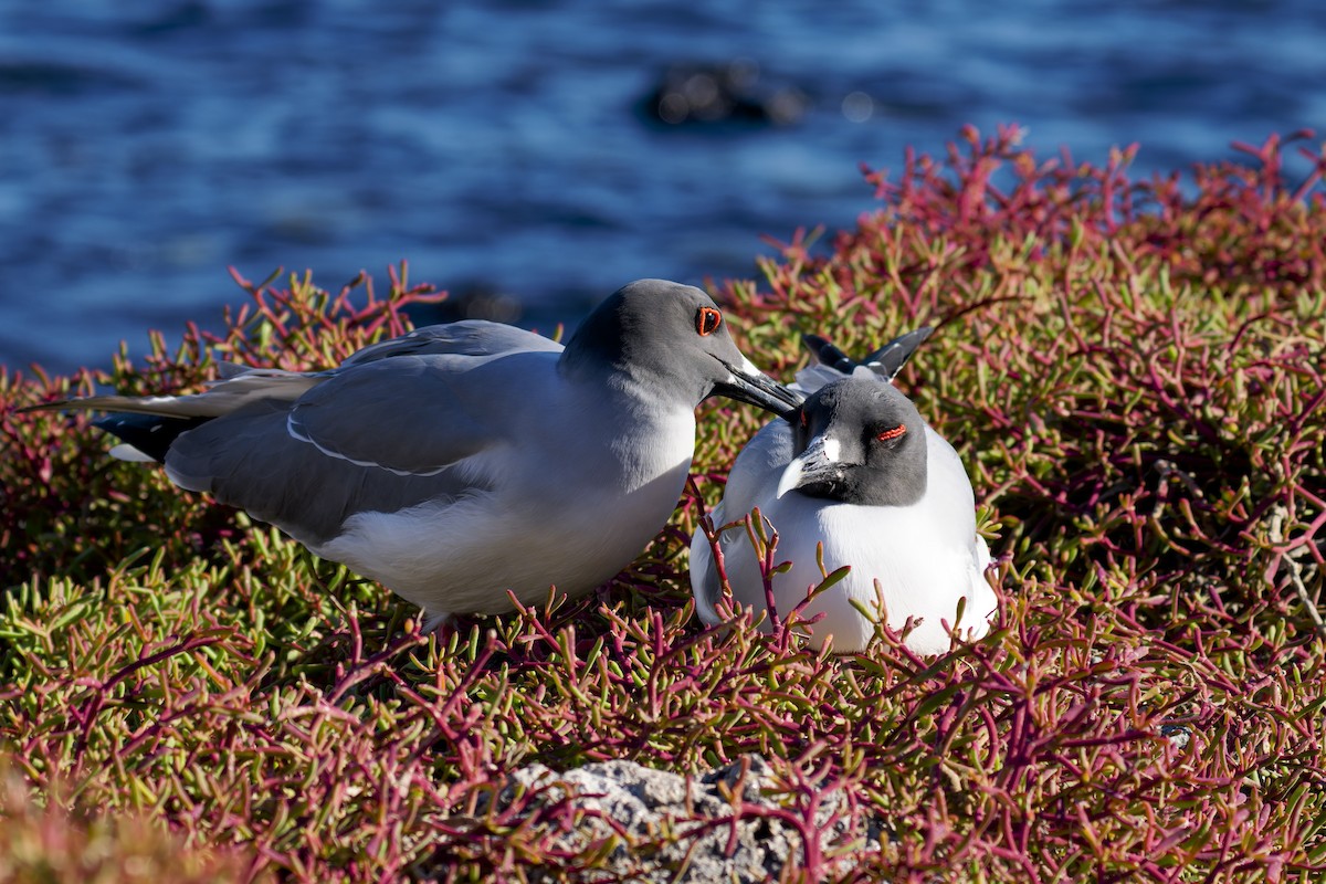 Gaviota Tijereta - ML645630268
