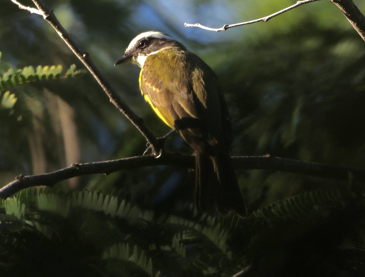 Sosyal Tiran - ML645630269