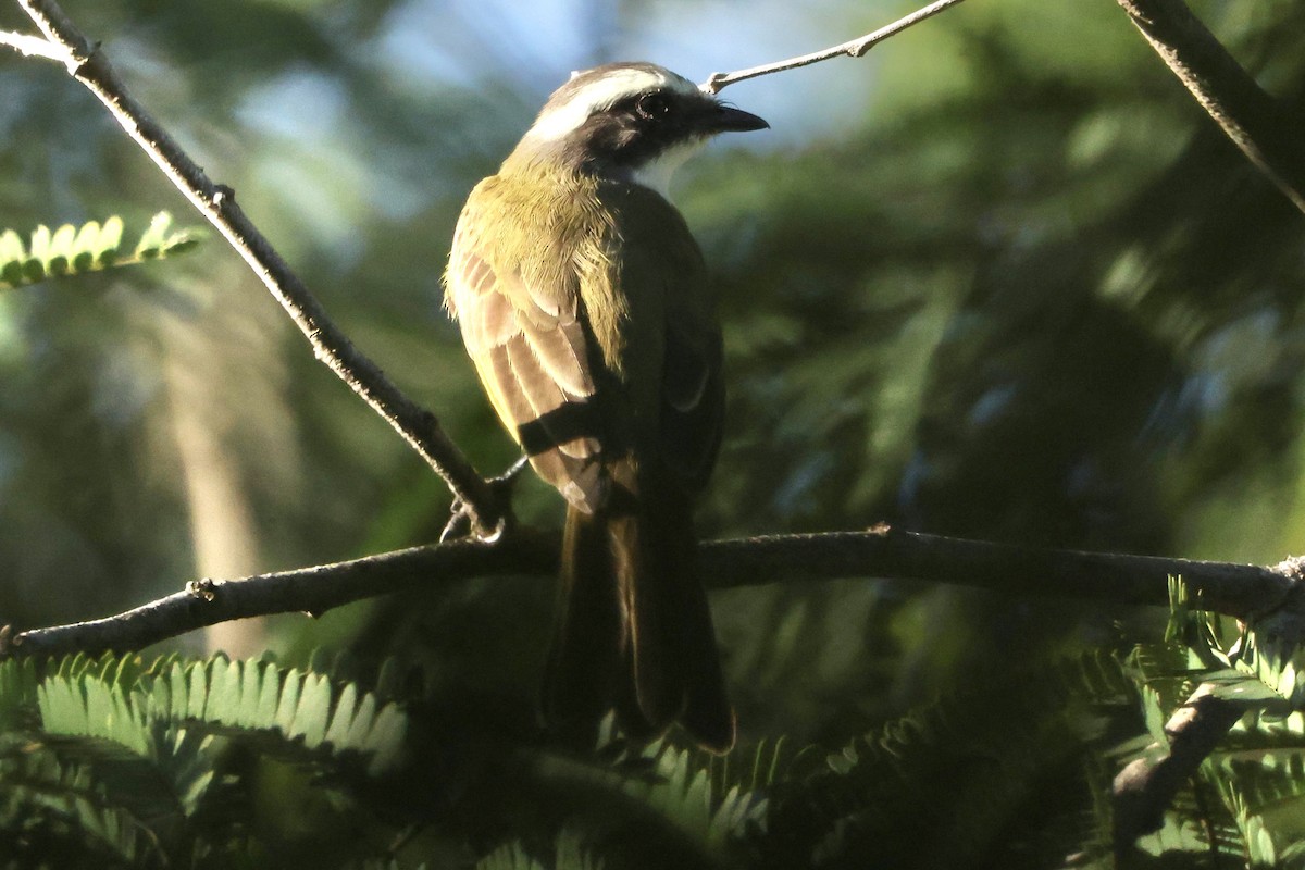 Sosyal Tiran - ML645630270