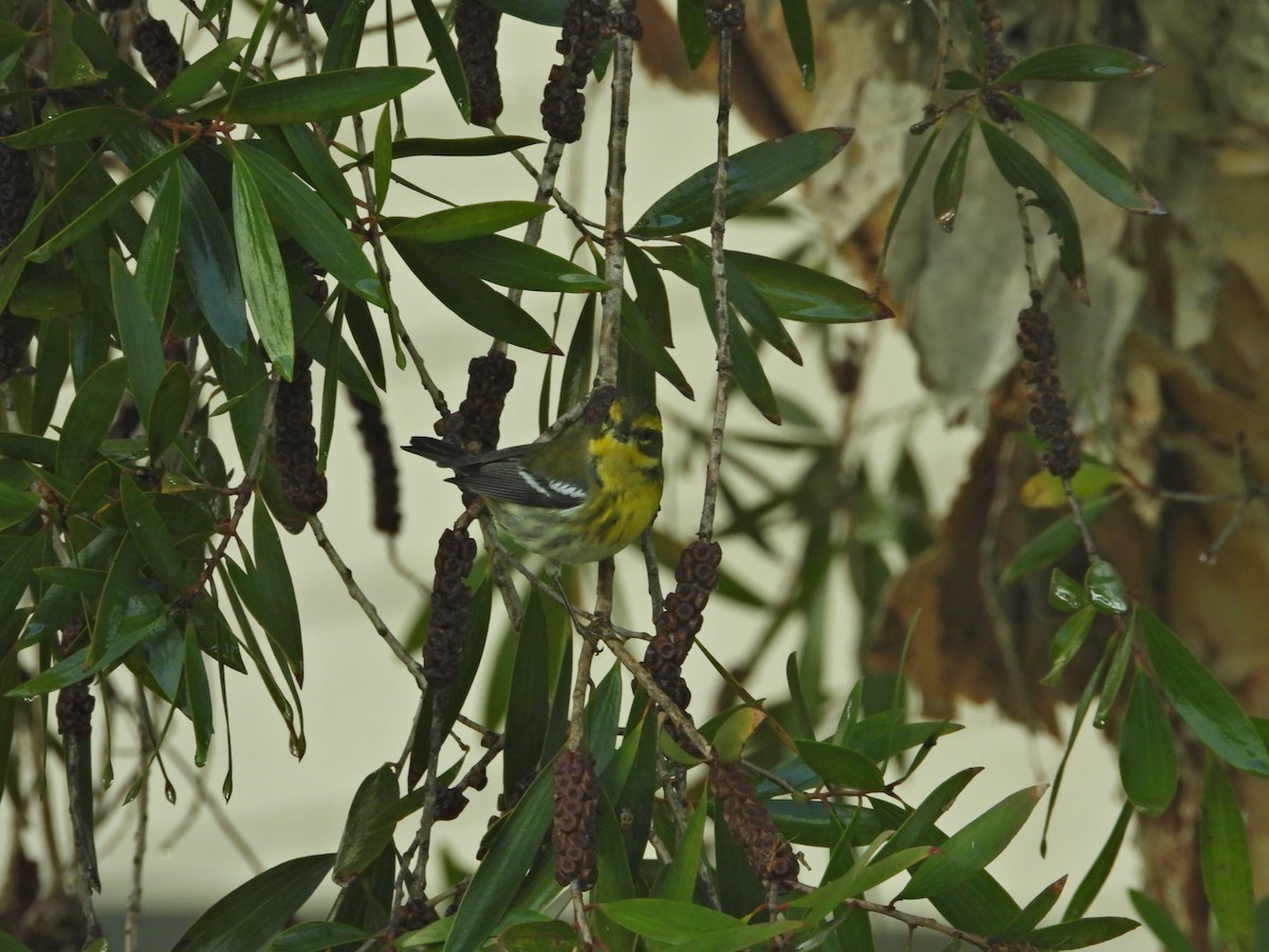 Townsend's Warbler - ML645630277