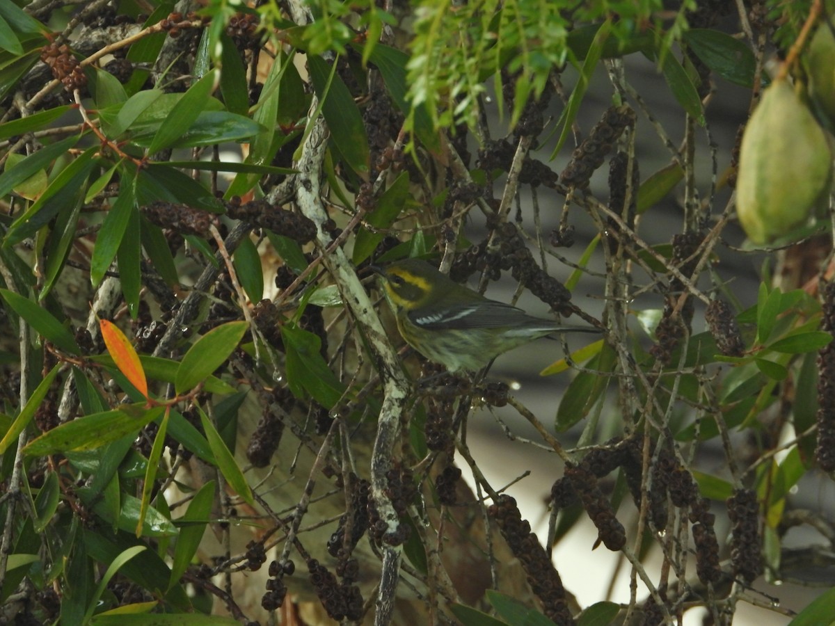 Townsend's Warbler - ML645630282