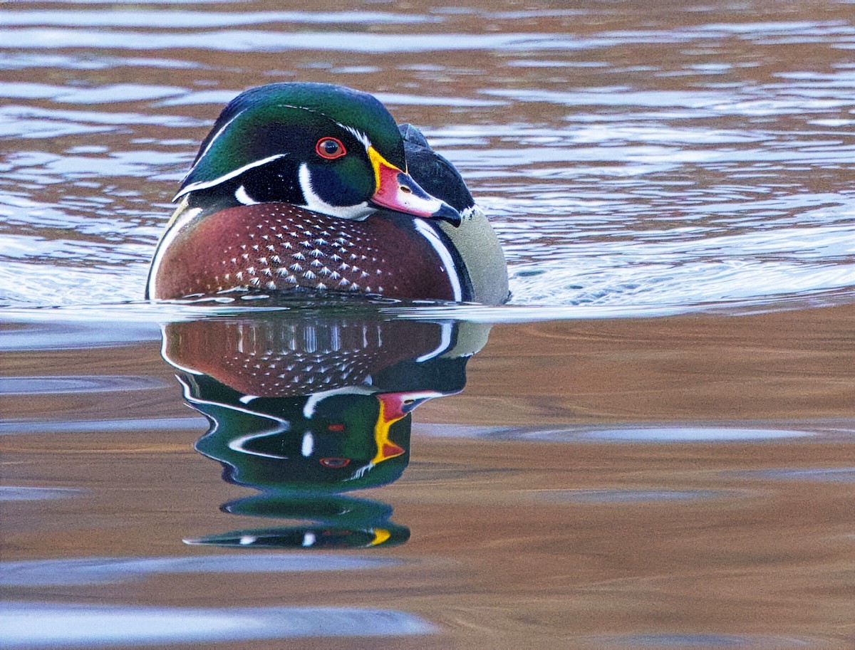 kachnička karolínská - ML645630284