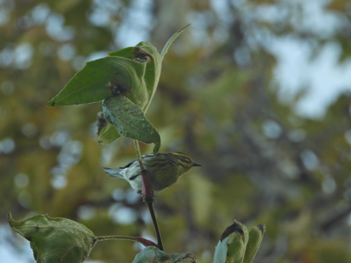 Townsend's Warbler - ML645630285