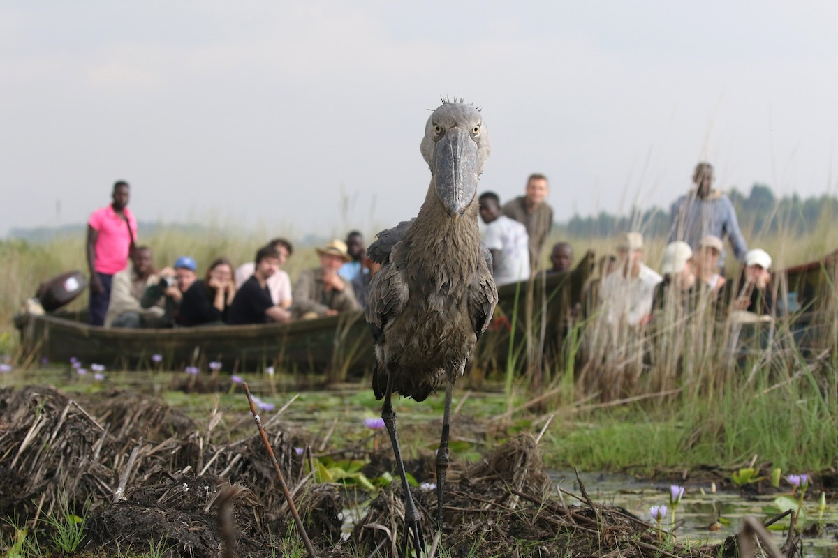 Shoebill - ML645630286