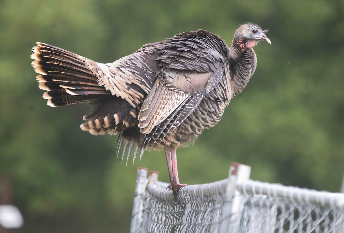 シチメンチョウ - ML645630287