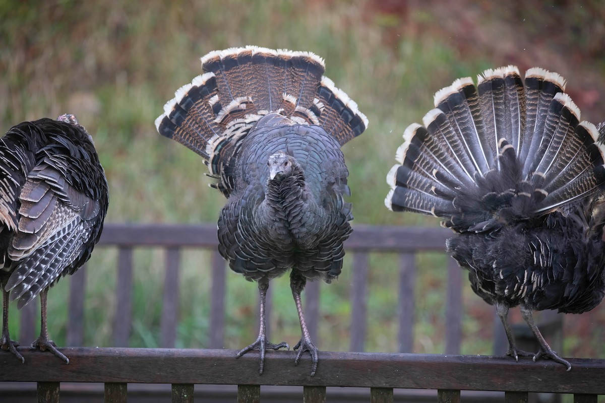 シチメンチョウ - ML645630288