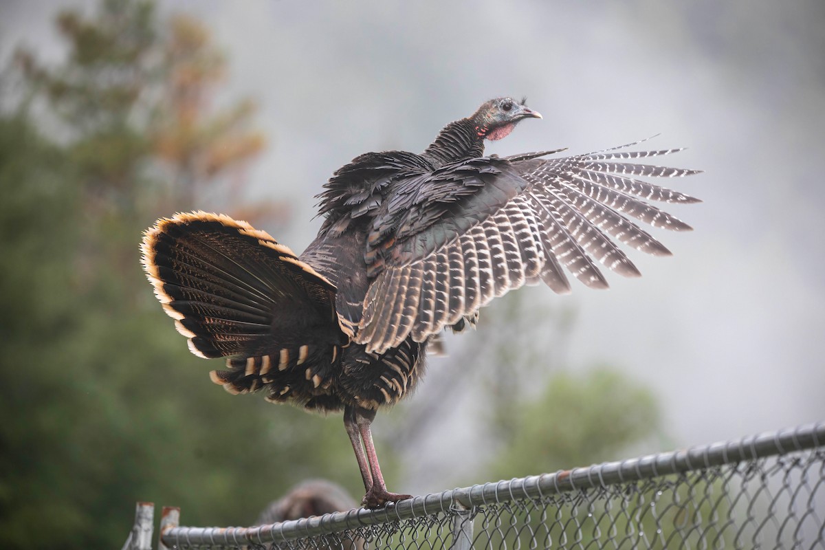 シチメンチョウ - ML645630289