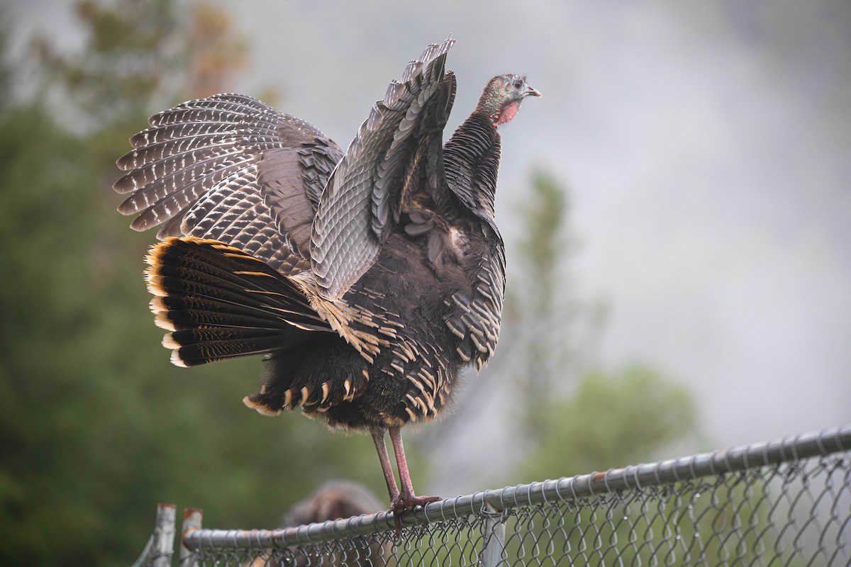 シチメンチョウ - ML645630290