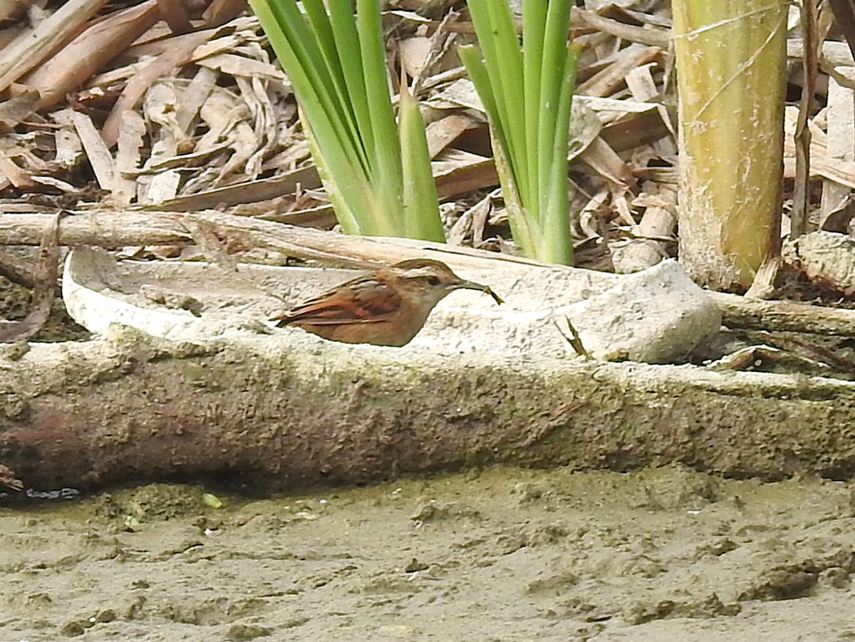 Wren-like Rushbird - ML645630296