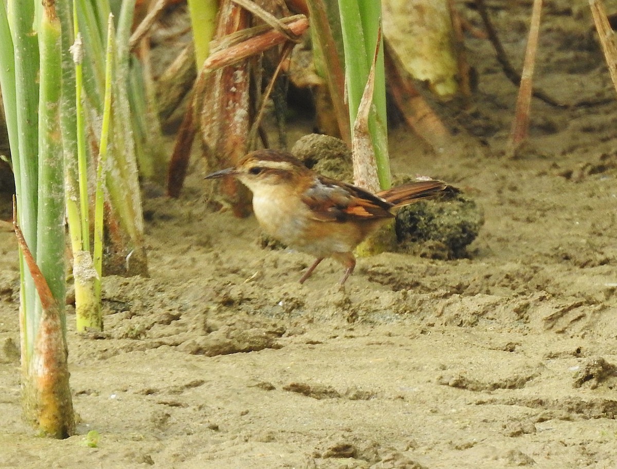 Wren-like Rushbird - ML645630297