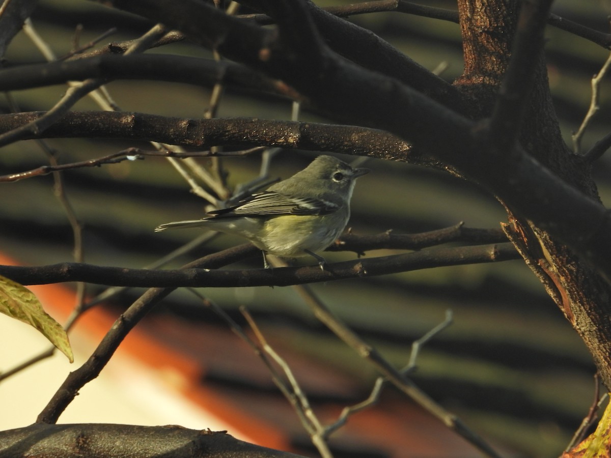 Plumbeous Vireo - ML645630305