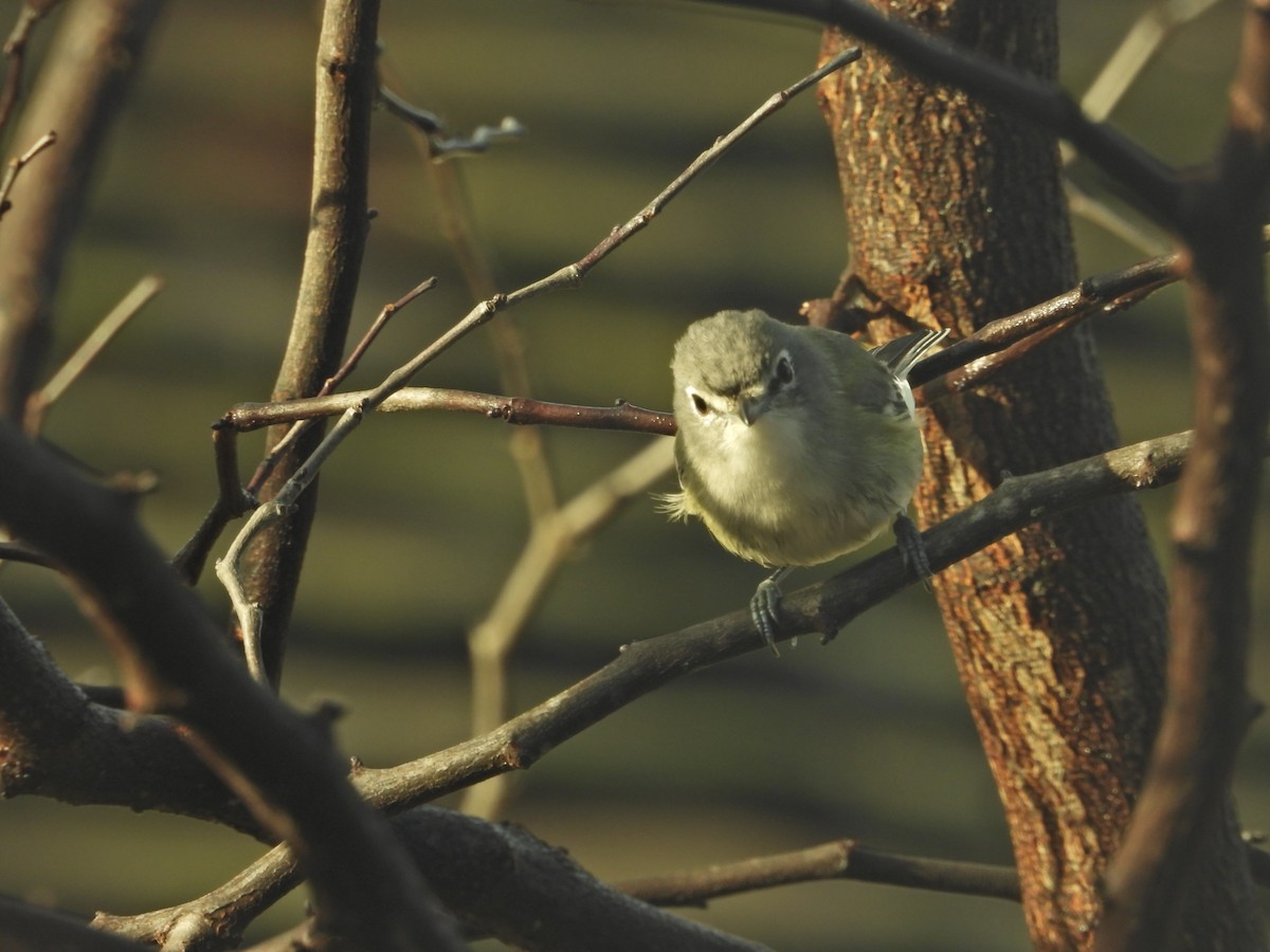 Plumbeous Vireo - ML645630307