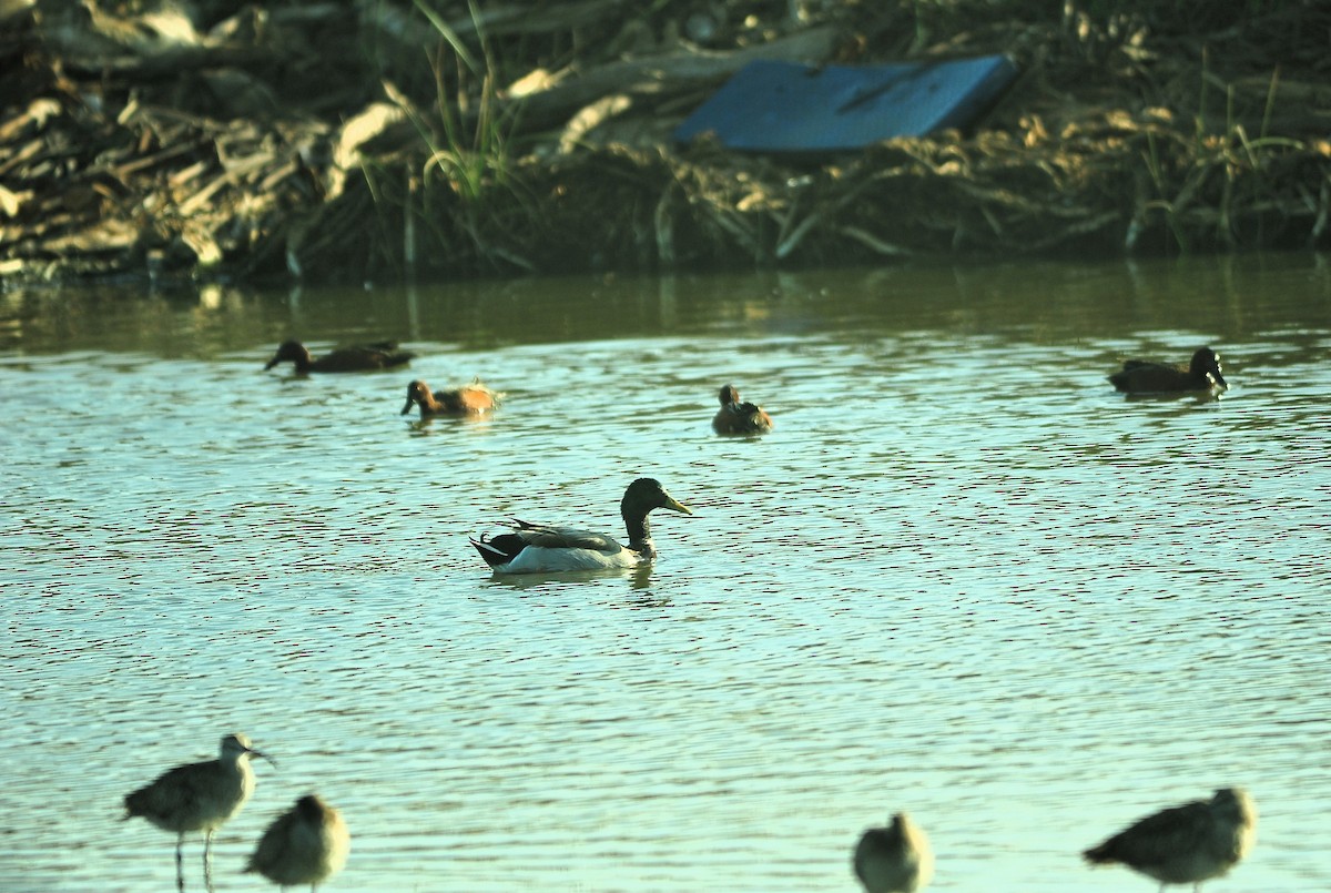 Germano reale - ML645630308