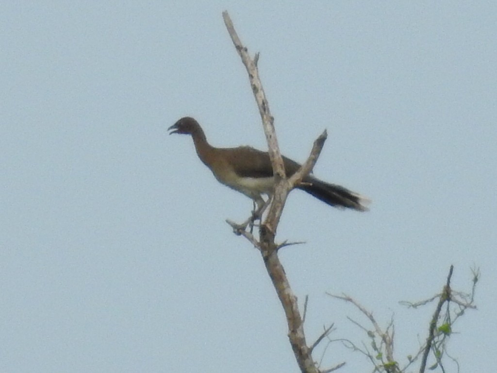 Chestnut-winged Chachalaca - ML645630309