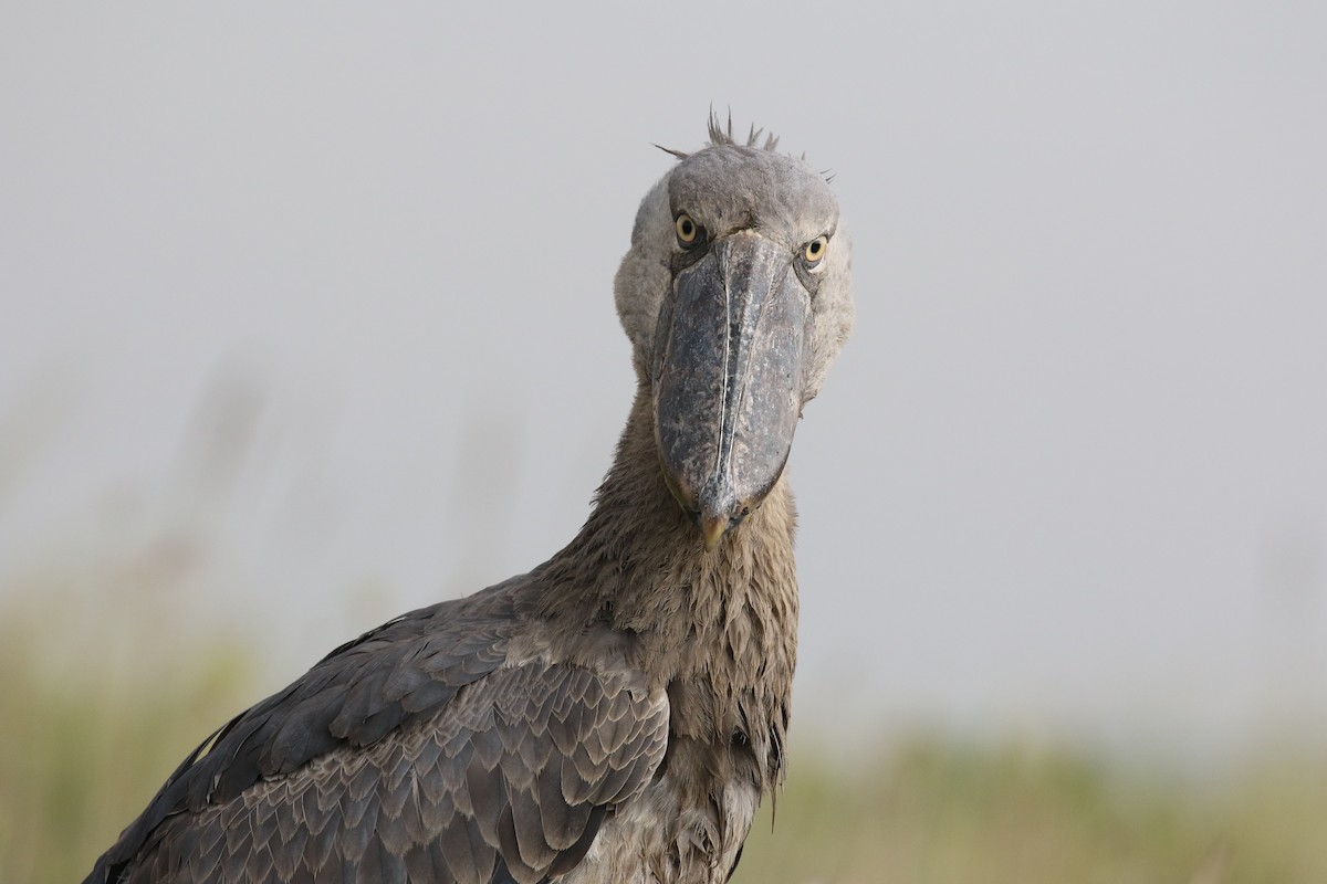 Shoebill - ML645630315