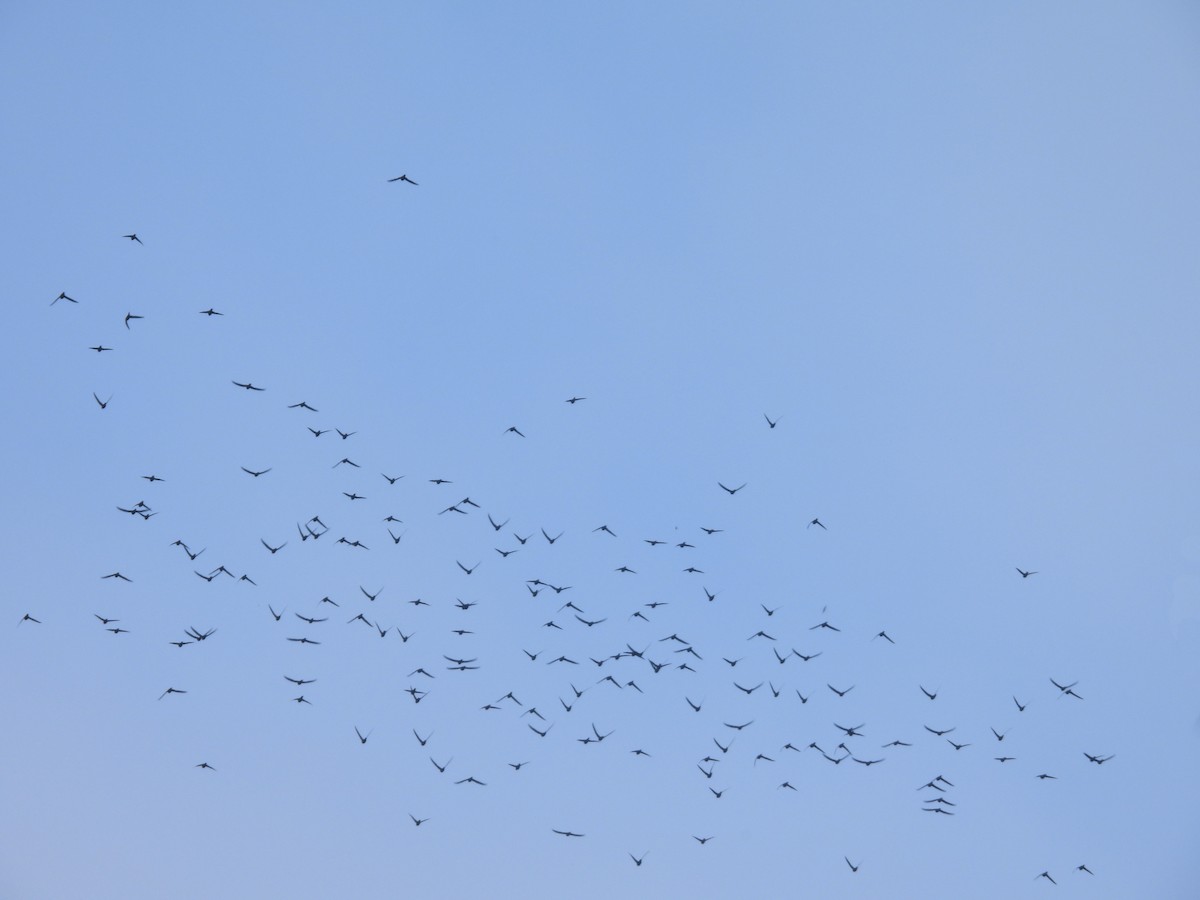 White-collared Swift - ML645630317