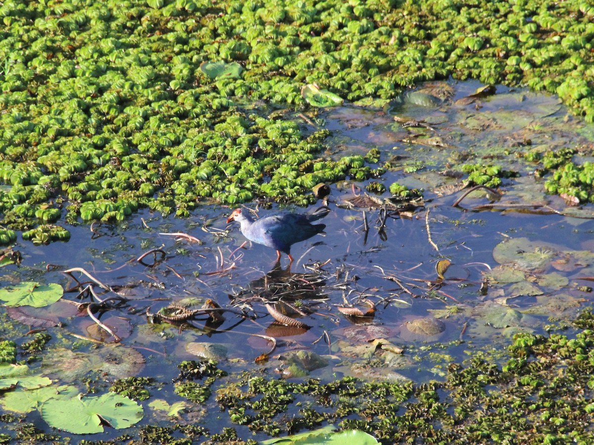 Uroilo urdin burugrisa - ML645630318