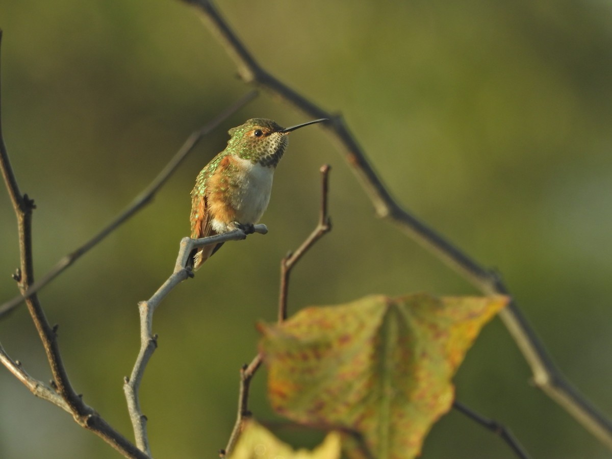 Allen's Hummingbird - ML645630319