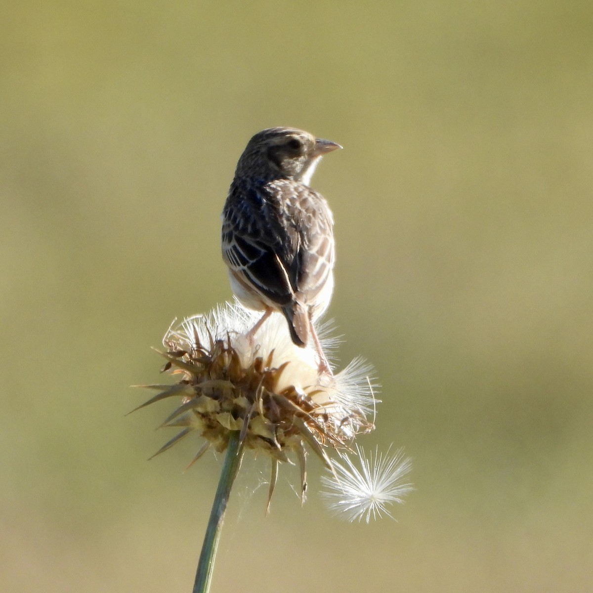 Alondra de Java - ML645630321