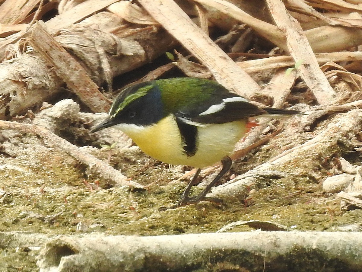 Many-colored Rush Tyrant - ML645630323