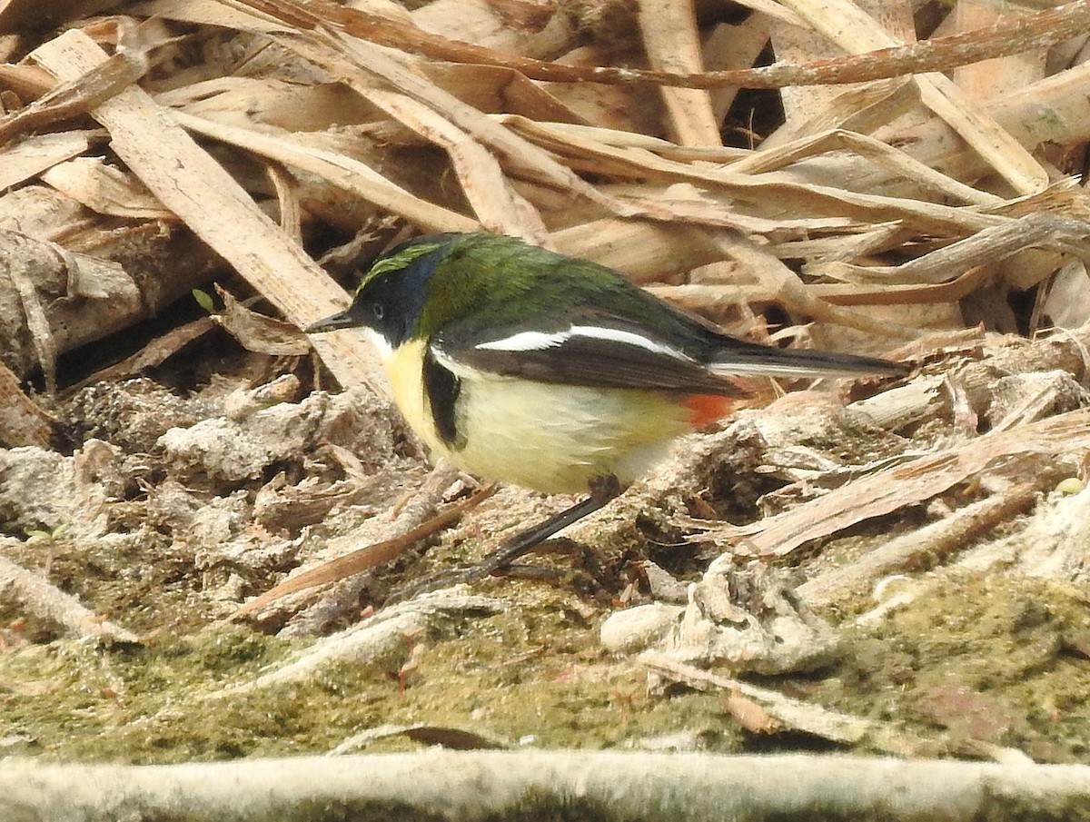 Many-colored Rush Tyrant - ML645630324